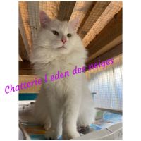 Gros gabarit loof maine coon