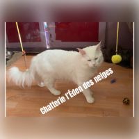 Gros gabarit loof maine coon #0
