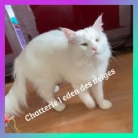 Gros gabarit loof maine coon #3
