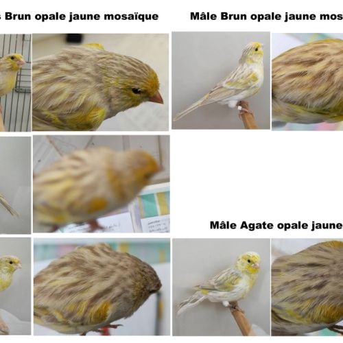Canari brun et agate opale jaune mosaïque
