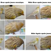Canari brun et agate opale jaune mosaïque