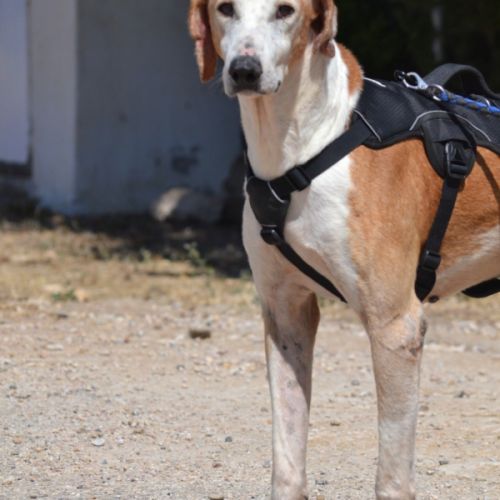 Pongo, l' ange oublié du refuge cherche sa famille #2