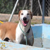 Pongo, l' ange oublié du refuge cherche sa famille #4
