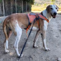 Pongo, l' ange oublié du refuge cherche sa famille #5