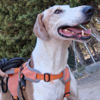 Pongo, l' ange oublié du refuge cherche sa famille #6