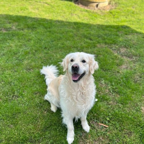 Chiots golden blancs lof #1