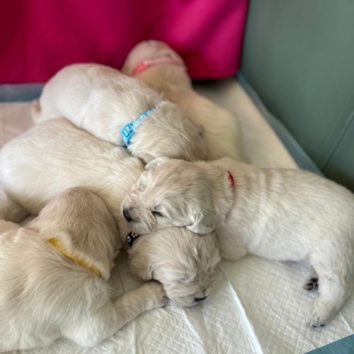 Chiots golden blancs lof
