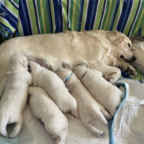 Chiots golden blancs lof #5