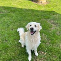 Chiots golden blancs lof #1