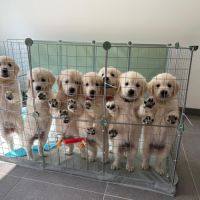 Chiots golden blancs lof #2