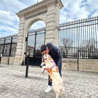 Chiots golden blancs lof #3