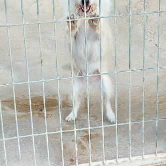 Chia, toute petite chienne de 5 kg à adopter #1