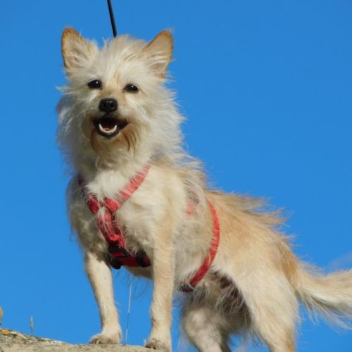 Chia, toute petite chienne de 5 kg à adopter #0