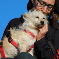 Chia, toute petite chienne de 5 kg à adopter #3