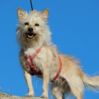 Chia, toute petite chienne de 5 kg à adopter