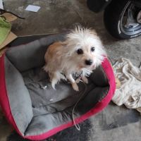 Chia, toute petite chienne de 5 kg à adopter #6