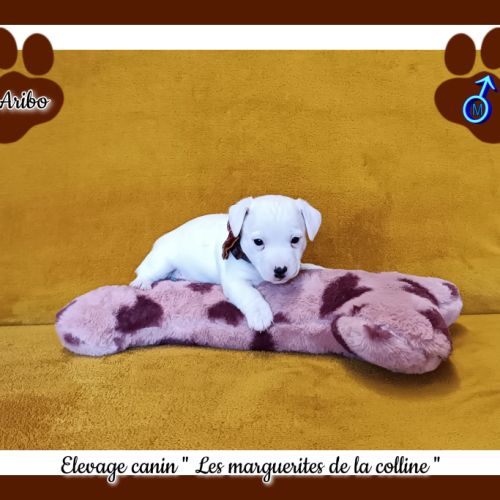 Chiots jack russell terrier à réserver. #2