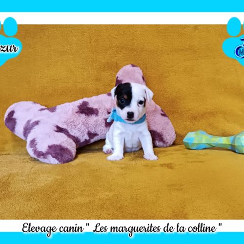 Chiots jack russell terrier à réserver. #3