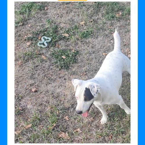 Chiots jack russell terrier à réserver. #6