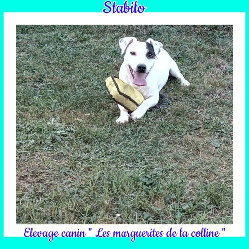 Chiots jack russell terrier à réserver. #7