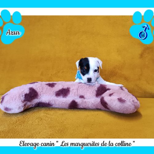 Chiots jack russell terrier à réserver. #9