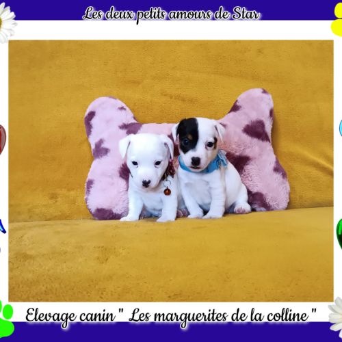 Chiots jack russell terrier à réserver. #0