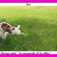 Chiots jack russell terrier à réserver. #4