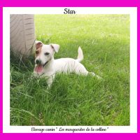 Chiots jack russell terrier à réserver. #5