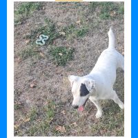 Chiots jack russell terrier à réserver. #6