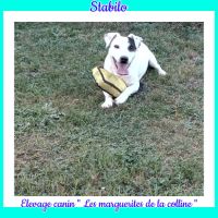 Chiots jack russell terrier à réserver. #7