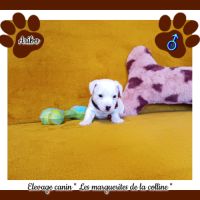 Chiots jack russell terrier à réserver. #8