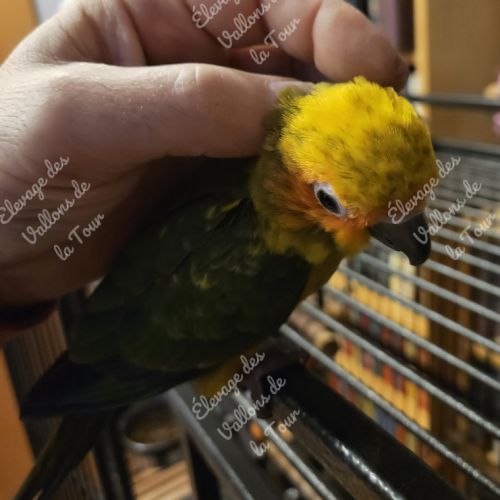 Conure soleil eam #1