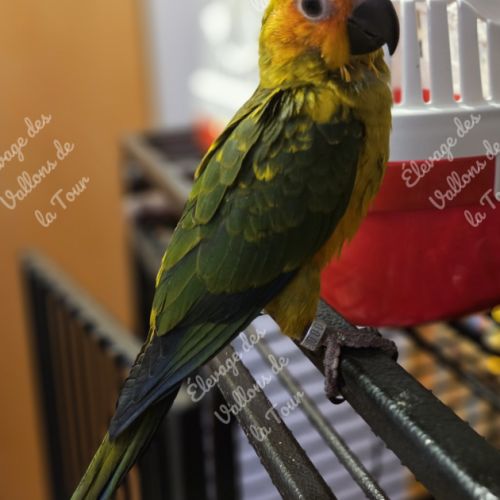 Conure soleil eam #2
