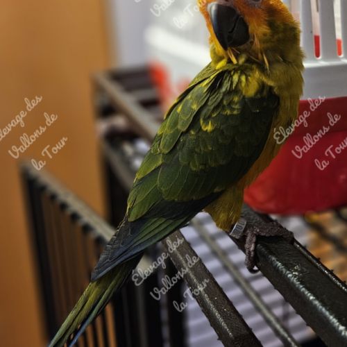 Conure soleil eam