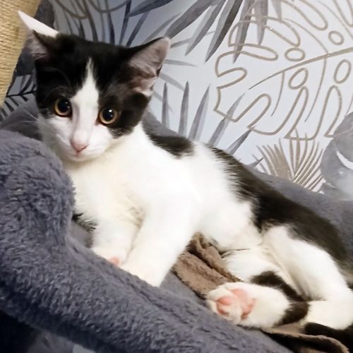 Lalie petite minette très joueuse #2