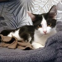 Lalie petite minette très joueuse