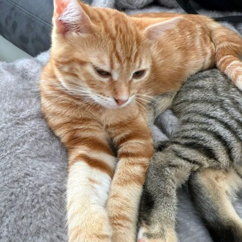 Zao** petite minette joueuse et gourmande #1