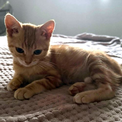 Zao** petite minette joueuse et gourmande #3