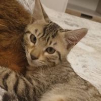 Tilie, jolie minette à l'adoption