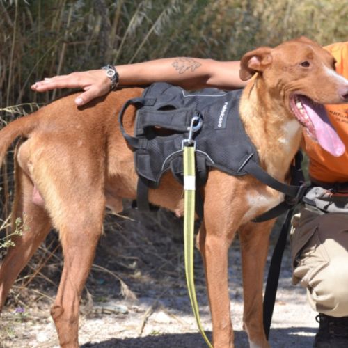 Coco 3ans, un vrai rayon de soleil dans votre vie #1