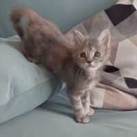 Chaton femelle maine coon loof
