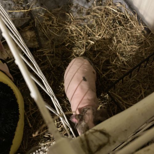 Vend beau skinny de 8 mois #1