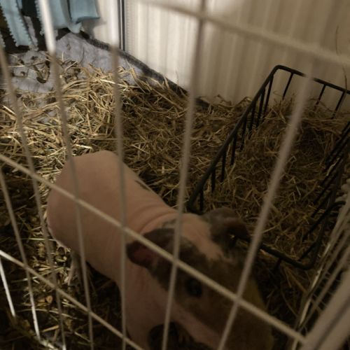 Vend beau skinny de 8 mois #2