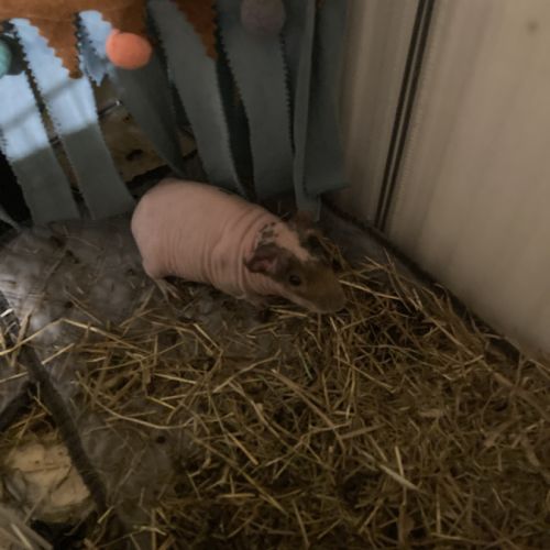 Vend beau skinny de 8 mois