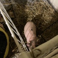 Vend beau skinny de 8 mois #1