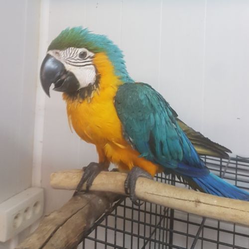 Ara ararauna eam 2025