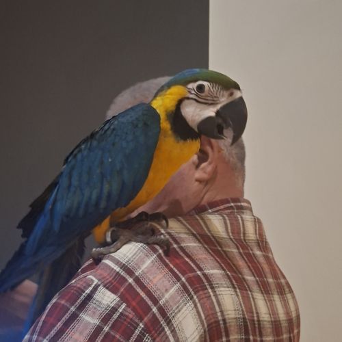 Ara ararauna eam 2025