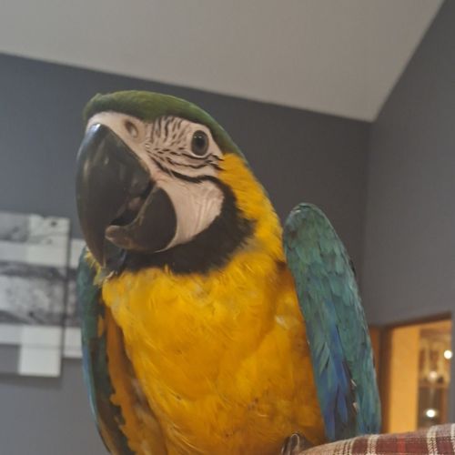 Ara ararauna eam 2025 #2