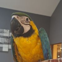 Ara ararauna eam 2025 #2