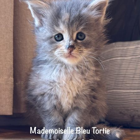 Magnifiques chatons maine coon loof #1